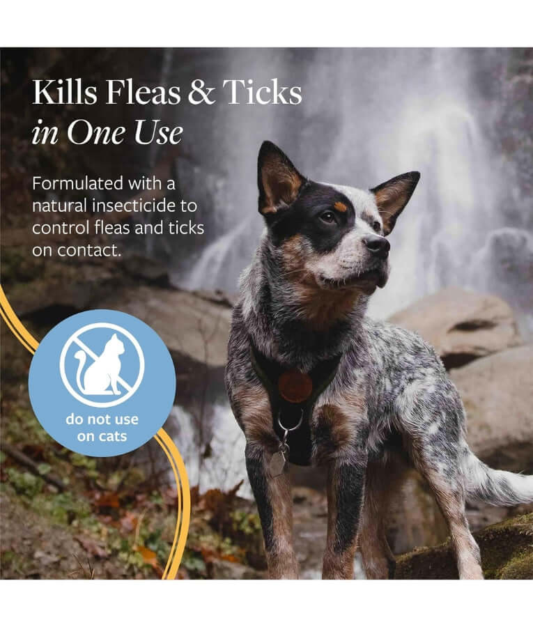 Synergy Labs - Veterinary Formula, Advanced, Flea & Tick Spray With Nylar Insect Growth Regulator, Kills on Contact, For Dogs - 236.6 ml