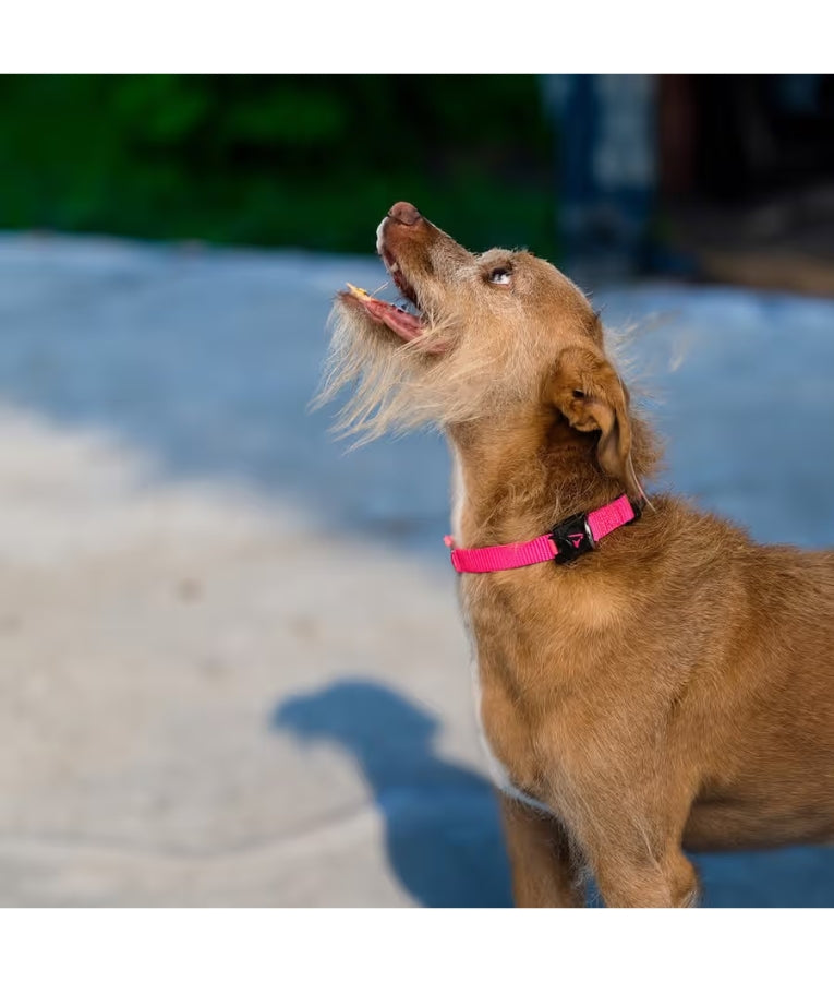 Doco - Dog Nylon Collar Pink