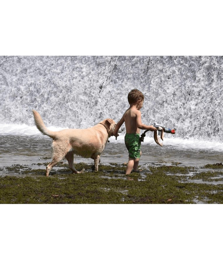 Spunky Pup - Fly & Fetch Rope Duck, Floating Launching Squeaky Dog Toy - 38 cm