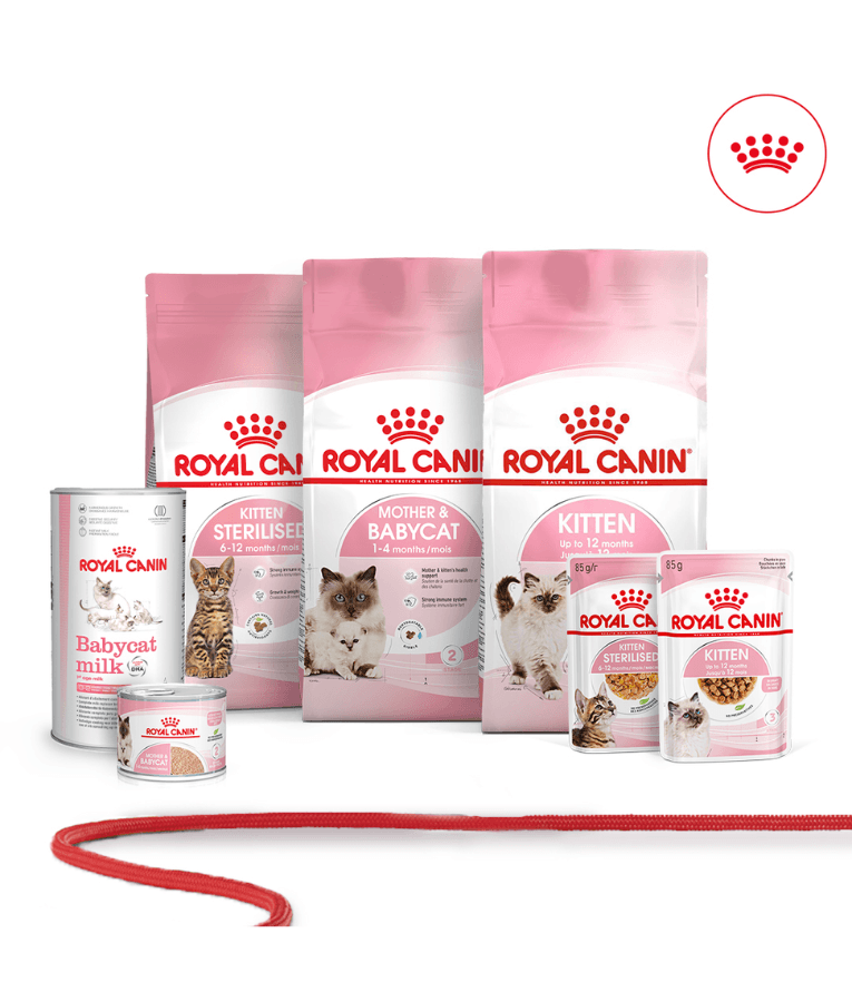 Royal Canin - Kitten Wet Food In Gravy 85g