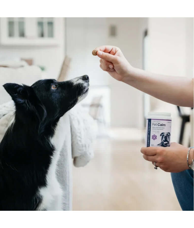 Synergy Labs - Pet Calm Soft Chews, L-Theanine & L-Tryptophan for Stress Relief, Dogs - 60 Soft Chews