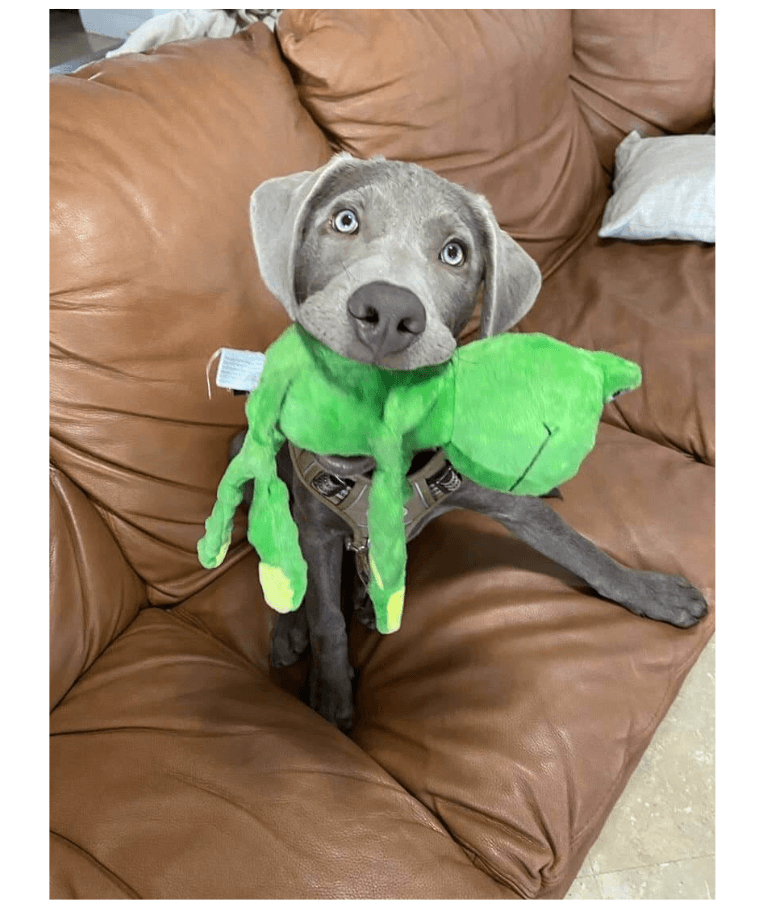 Spunky Pup - Furry Friends Plush Frog, Squeaky Crinkle Ball Dog Toy