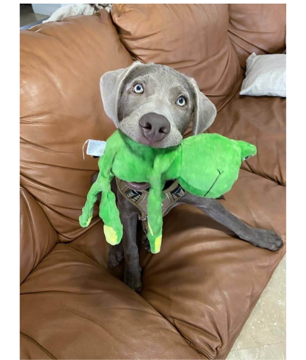 Spunky Pup - Furry Friends Plush Frog, Squeaky Crinkle Ball Dog Toy