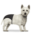 Duvo Duvo - Dog Pants