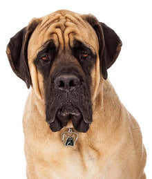 my family ID Tag - Fawn Corso