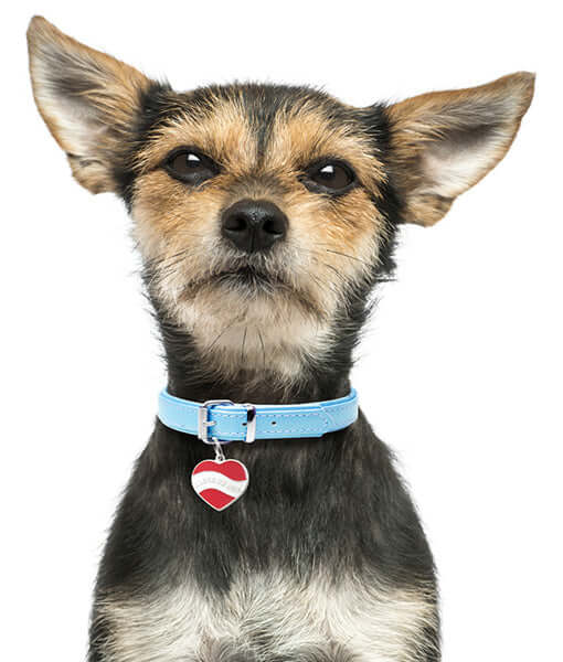 ID Tag I love my dog