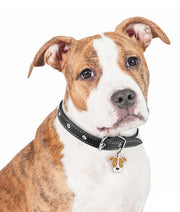 ID Tag - Red & White Pitbull