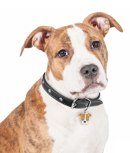 ID Tag - Red & White Pitbull