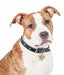ID Tag - Red & White Pitbull