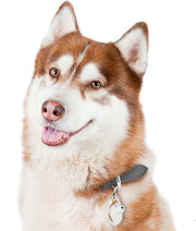 ID Tag - Red & White Husky