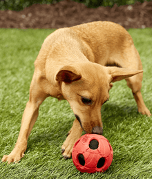 Nerf Nerf Dog Squeaker Ball Dog Toy