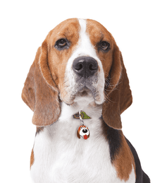 ID Tag - Beagle