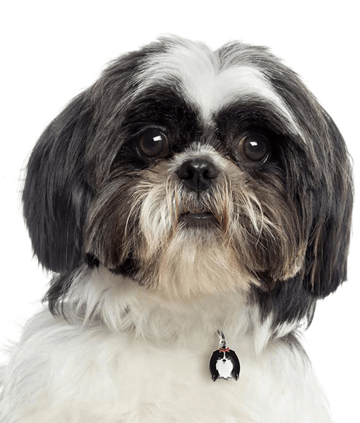 ID Tag - Black & White Shih Tzu