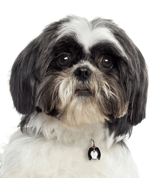 my family ID Tag - Black & White Shih Tzu