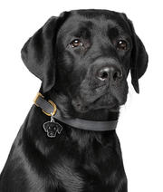 ID Tag - Black Labrador