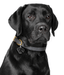 ID Tag - Black Labrador