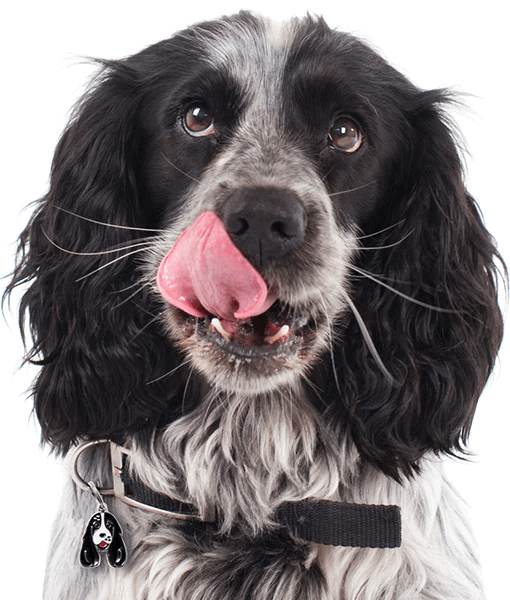 ID Tag - Black & White Cocker Spaniel