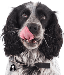 my family ID Tag - Black & White Cocker Spaniel