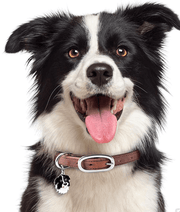 ID Tag - Border Collie