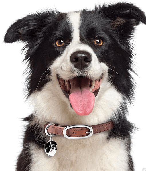 ID Tag - Border Collie