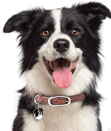 ID Tag - Border Collie