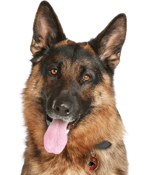 ID Tag - German Shepherd
