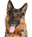 ID Tag - German Shepherd