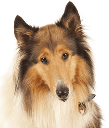 my family ID Tag - Collie
