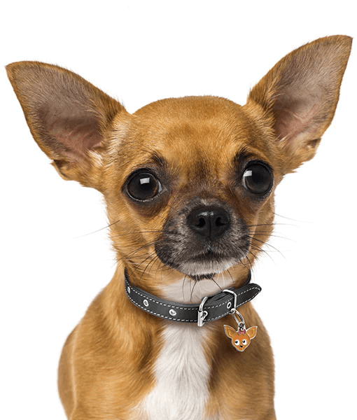 ID Tag - Cream Chihuahua