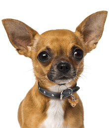 my family ID Tag - Cream Chihuahua