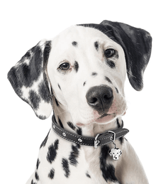 my family ID Tag - Dalmatian