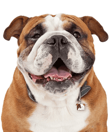 my family ID Tag - English Bulldog