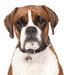 my family ID Tag - Fawn and White Boxer