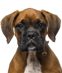 my family ID Tag - Fawn Boxer