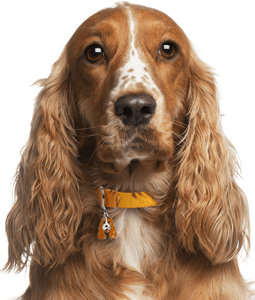 ID Tag - Orange and White Cocker