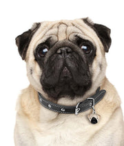 ID Tag - Pug