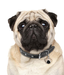 ID Tag - Pug