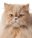 ID Tag - Red Persian