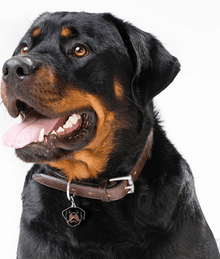 my family ID Tag - Rottweiler