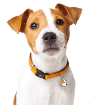 ID Tag - White and Brown Jack Russel