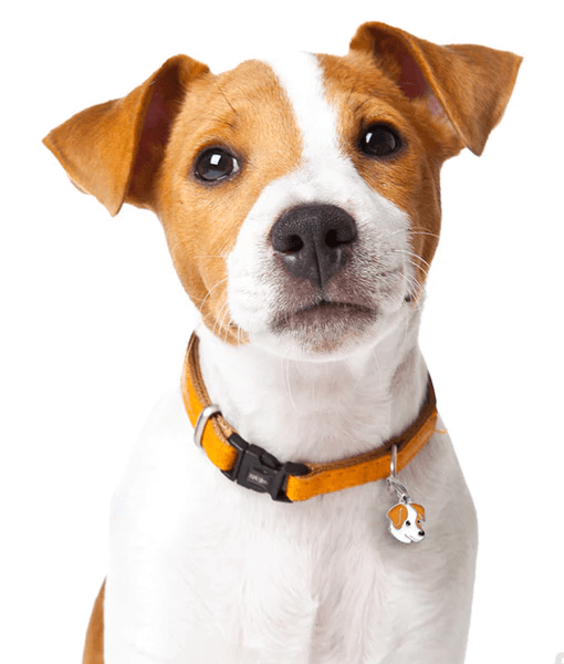 ID Tag - White and Brown Jack Russel