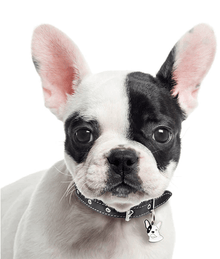 my family ID Tag - White French Bulldog