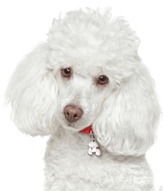 ID Tag - White Poodle