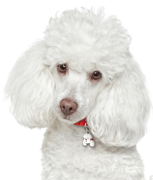 ID Tag - White Poodle